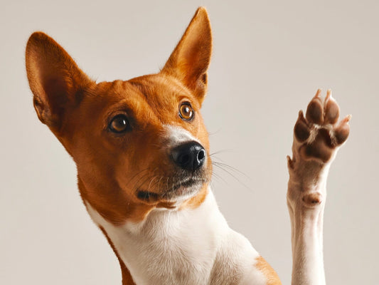 Aprende a interpretar el lenguaje corporal de tu perro