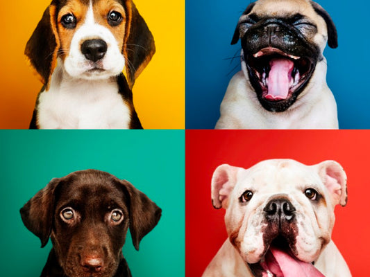 Cómo prevenir la tos de las perreras 🐶