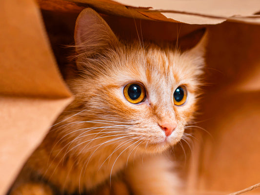 Consejos sencillos para mejorar la salud mental felina 🐱