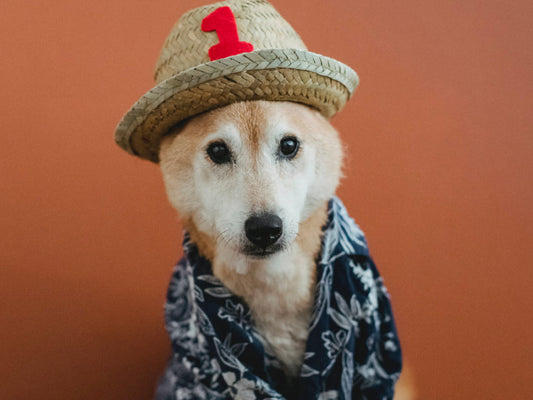¿Cuándo debemos vestir a los perros? 🐶🤷🏻♀️