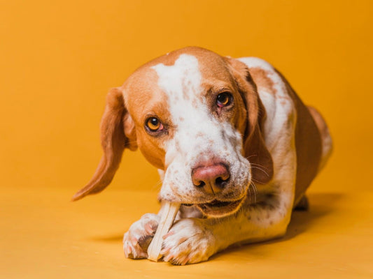 ¿Por qué los perros no deben comer comida de humano?