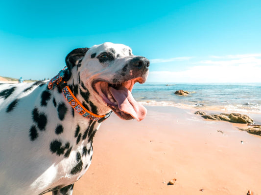 Todo lo que necesitas saber sobre el shock térmico en perros 🐶☀️