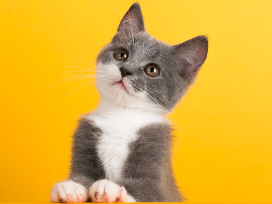 Siete alimentos que tu gato no debería comer 🐱