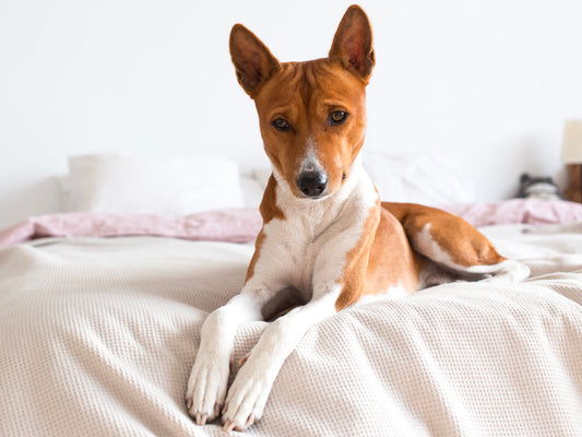 Cómo ayudar a tu perro a adaptarse a un mundo pospandémico