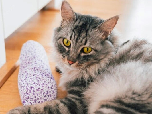 Por qué no debes dejar las alergias de tus mascotas sin diagnosticar