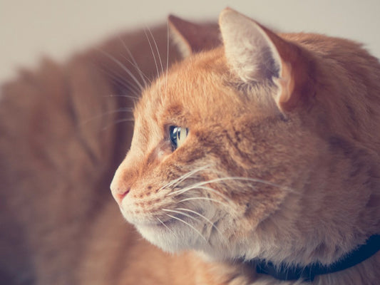 Todo lo que necesitas saber sobre la crianza de tu primer gato