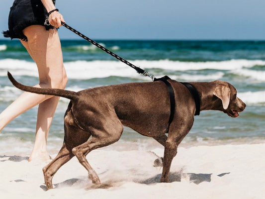 ¿Mi mascota es obesa? ¿Qué debo hacer? 🐶