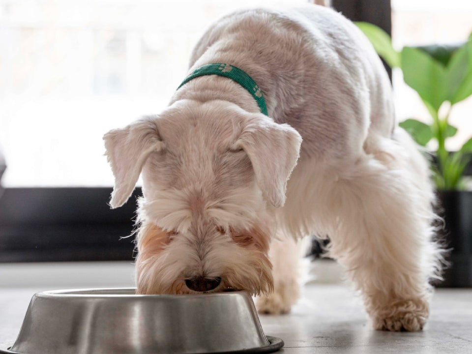 ¿Es recomendable cambiar la comida de tu mascota con regularidad? 🐾