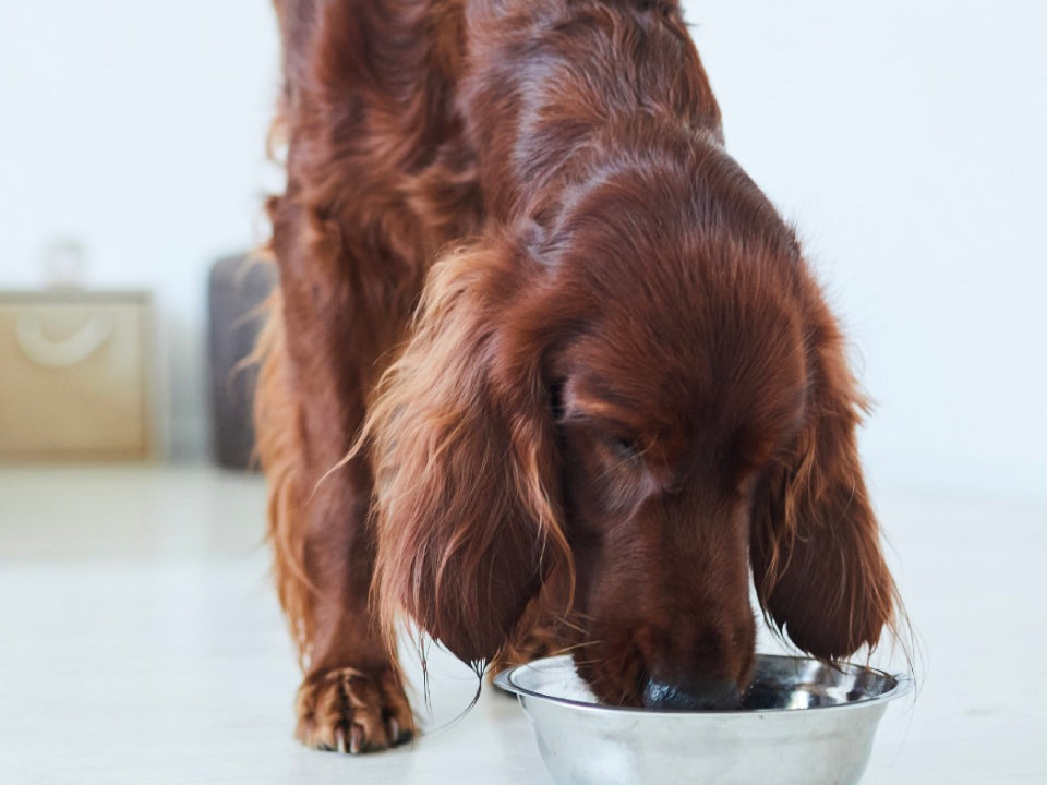 Por qué debes resistir la tentación de darle a tu perro "comida de humanos" 🐾